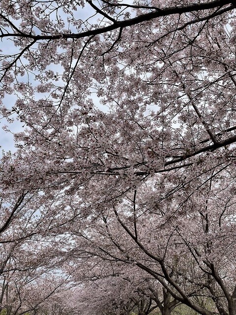 さくらの山公園