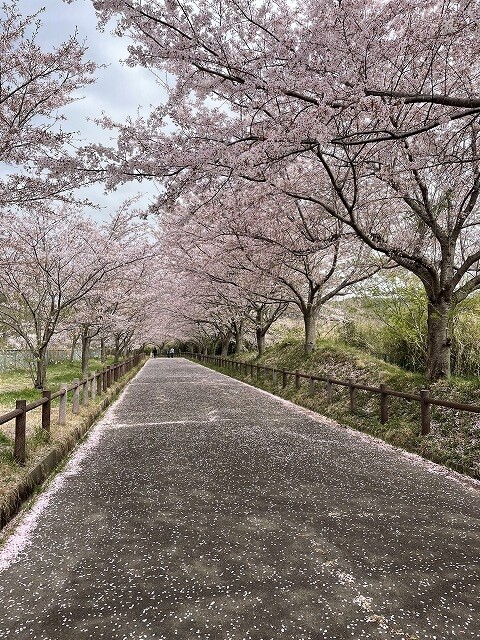 さくらの山公園