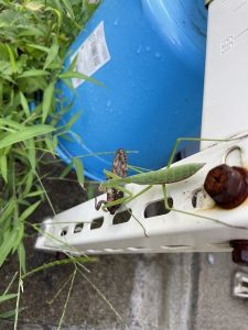 捕食中のカマキリ