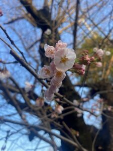 桜の開花