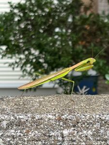 カマキリ